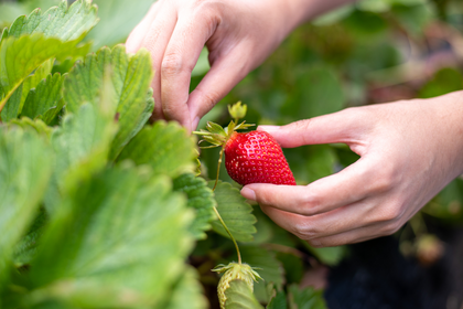 15 gardening tips for June