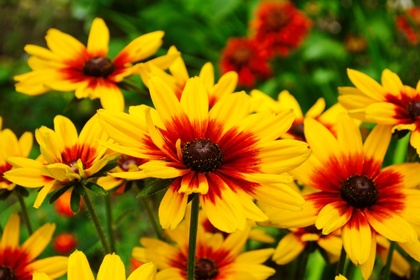 8 late-summer blooming plants