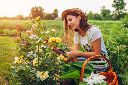 How to create a cut flower garden