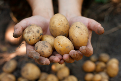 How to grow and harvest potatoes at home