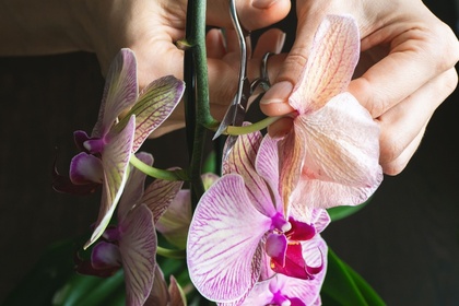 Orchid Care Tips