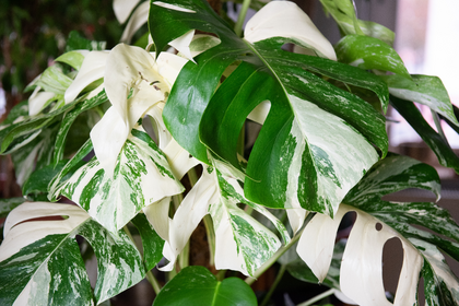 Top 5 rare and unusual houseplants